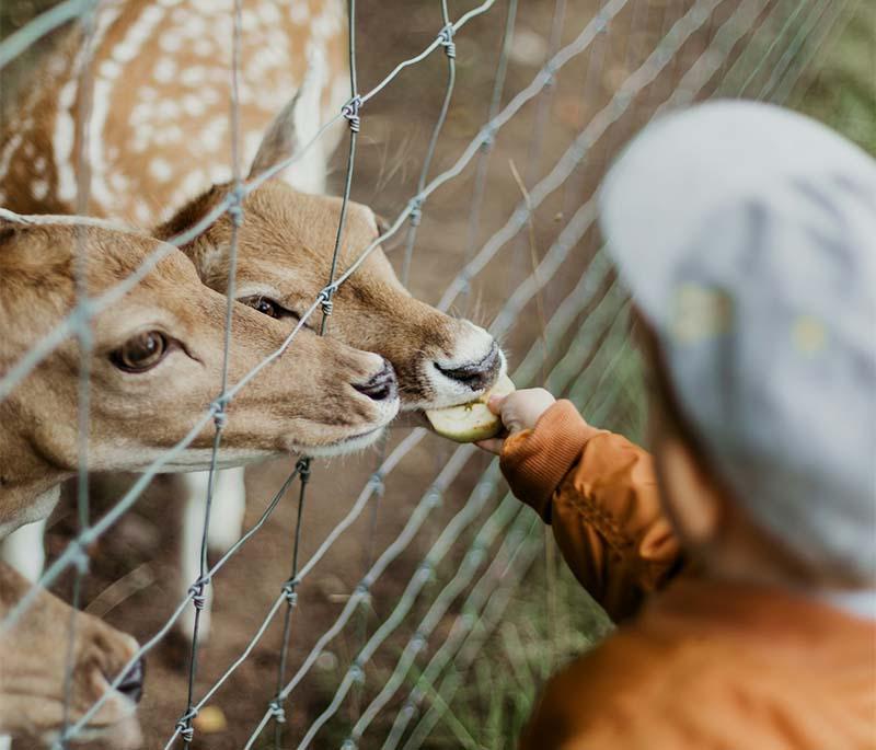 Aalborg Zoo, Aalborg, a zoo known for its conservation efforts and a wide variety of animals from around the globe.