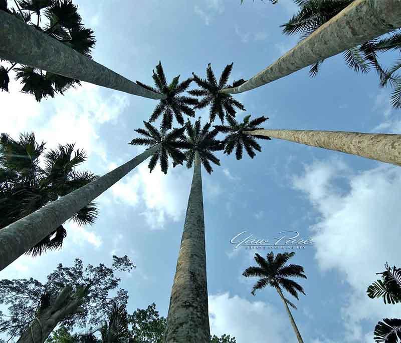 Aburi Botanical Gardens, a serene garden with diverse plant species, offering a cool retreat from Accra's hustle and bustle.