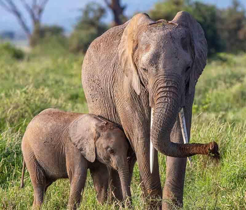 Addo Elephant National Park - A wildlife reserve known for its large elephant population and diverse ecosystems.