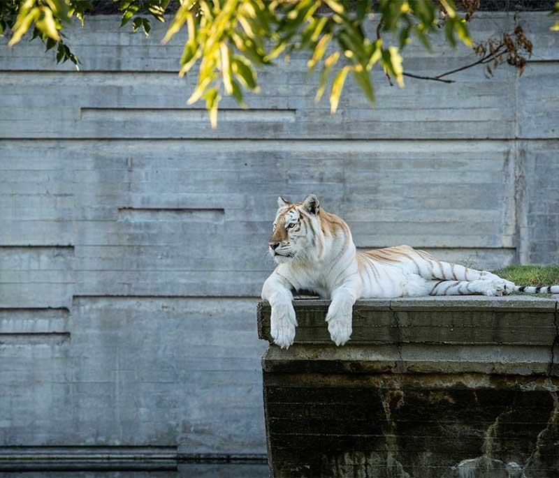 Al Ain Zoo, Al Ain - A large zoo featuring a diverse collection of animals, educational programs, and conservation efforts.