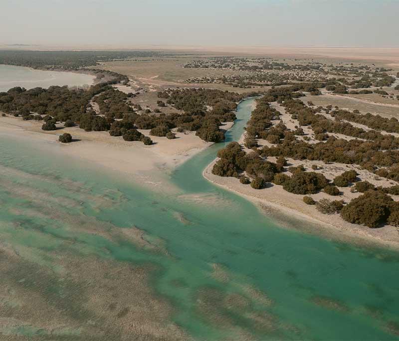 Al Thakira Mangroves with lush green trees in shallow water, kayakers paddling through calm, winding channels.