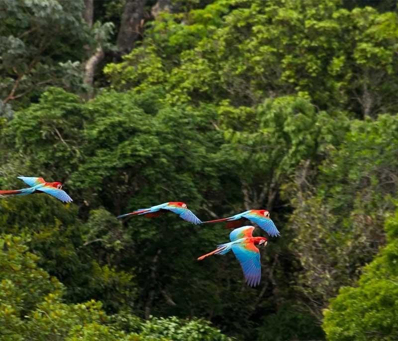 Amazon Rainforest - A vast tropical rainforest offering diverse wildlife, indigenous cultures, and eco-tourism opportunities.
