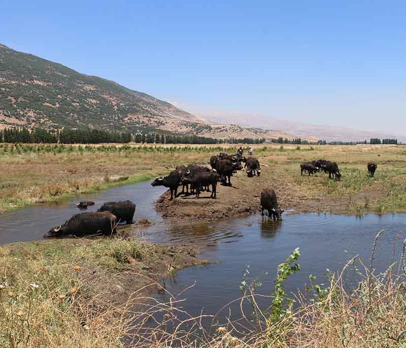 Ammiq Wetland: Largest freshwater wetland in Lebanon, known for biodiversity and birdwatching haven.