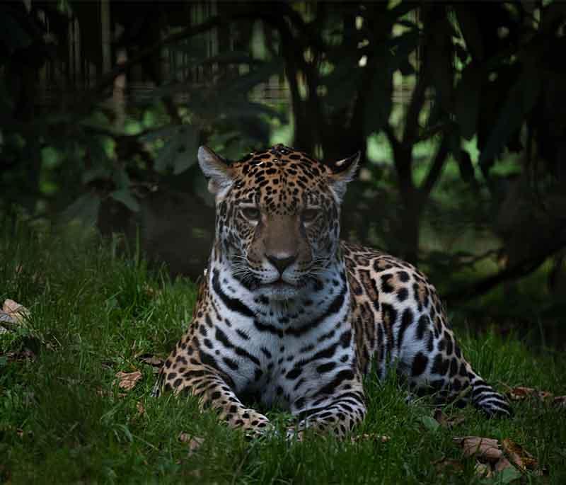 Antwerp Zoo, featuring one of the oldest zoos in the world, located near Antwerp Central Station and lush enclosures.