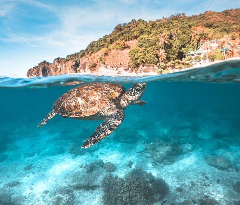 Apo Island - Famous for its marine sanctuary and excellent diving spots, known for its vibrant coral reefs and sea turtles.