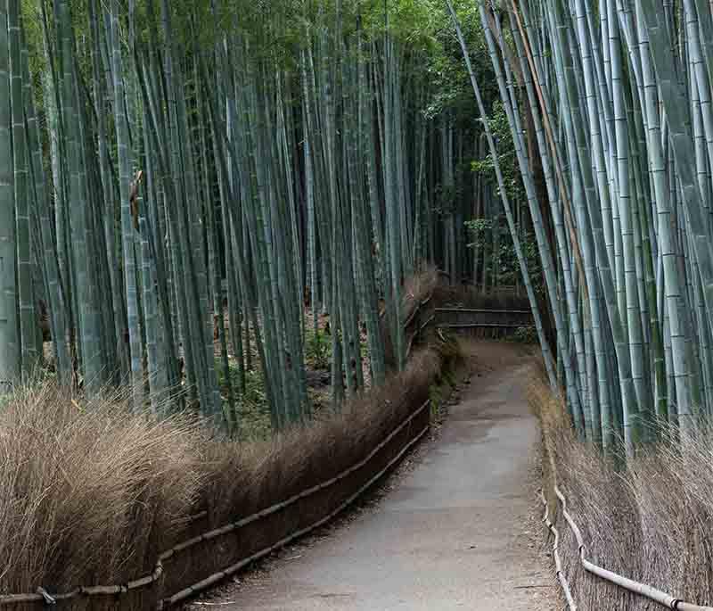 Arashiyama Bamboo Grove, a stunning bamboo forest in Kyoto, offering a serene and picturesque walking path.