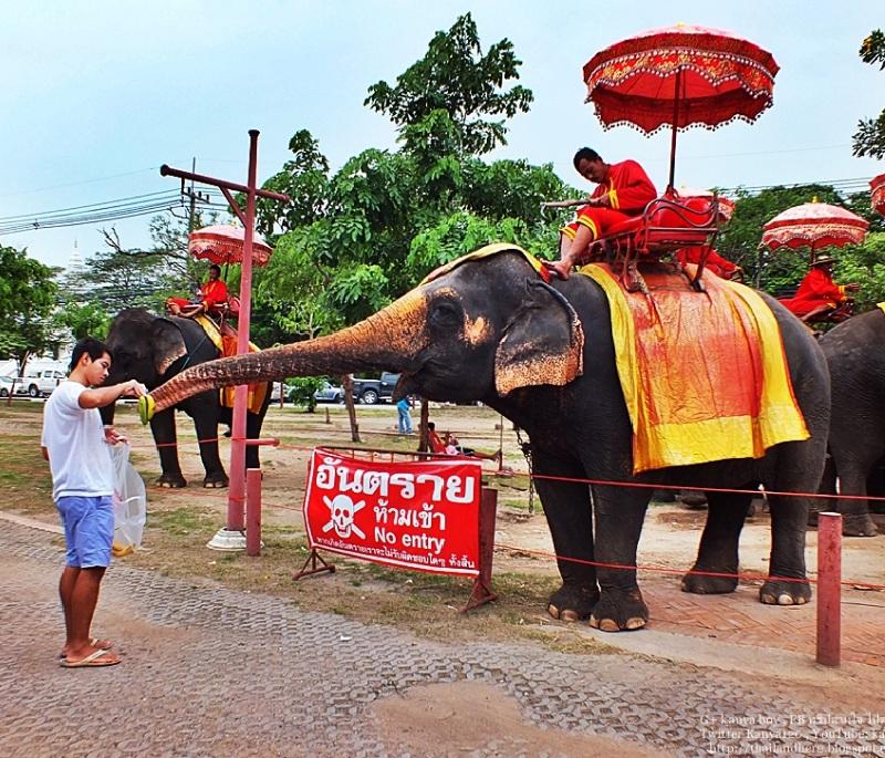 Ayutthaya Elephant Palace and Royal Kraal, Ayutthaya - A place where visitors can learn about and interact with elephants.