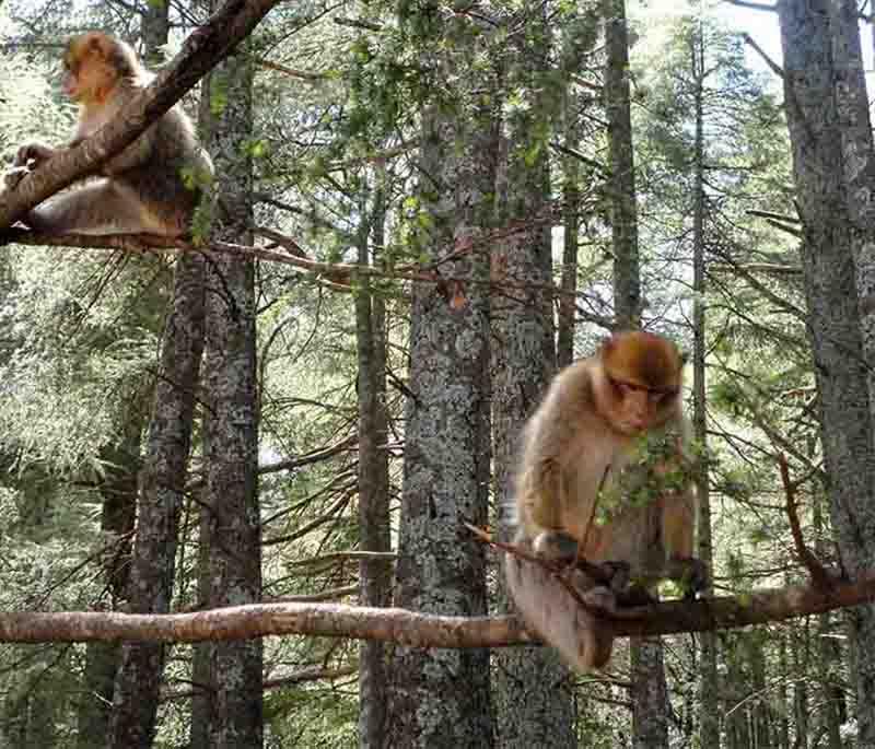 Azrou - Cedar Forests: Known for its ancient cedar forests, resident Barbary macaque monkeys, and hiking trails.
