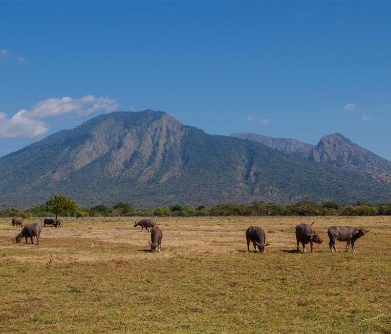 Baluran National Park, East Java, a wildlife reserve known as Little Africa with diverse ecosystems and abundant wildlife.