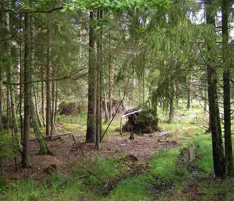 Belovezhskaya Pushcha, a UNESCO World Heritage Site, featuring Europe's oldest forest and diverse wildlife.