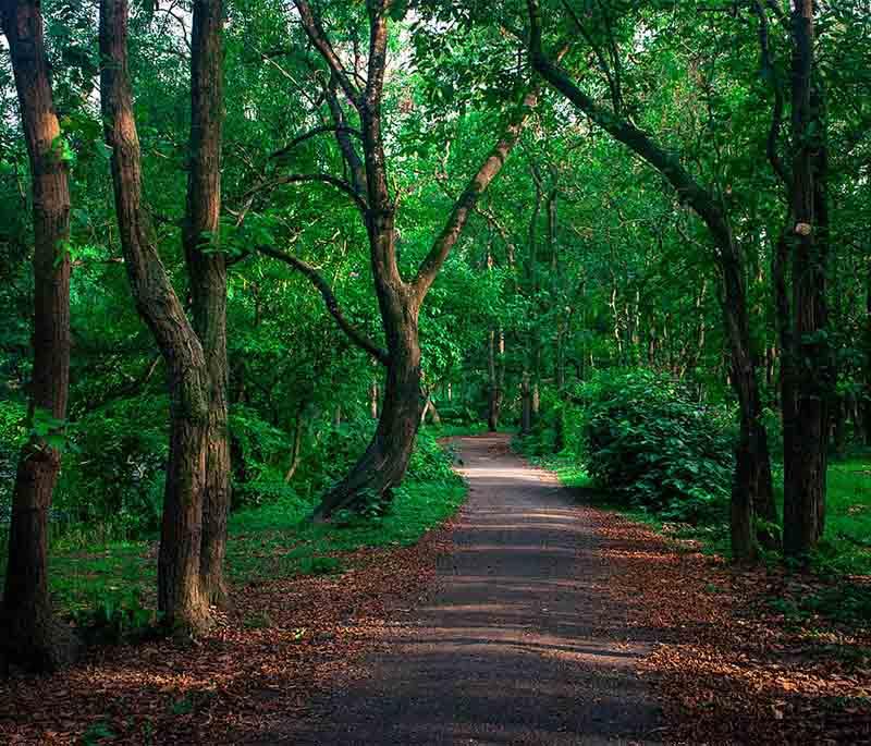 Bhawal National Park, Gazipur, featuring dense forests, wildlife, and picnic spots, perfect for nature lovers.