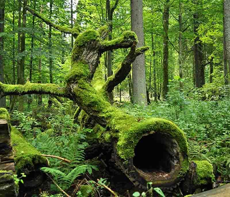 Bialowieza Forest - Ancient forest home to European bison and diverse wildlife, offering rich biodiversity.