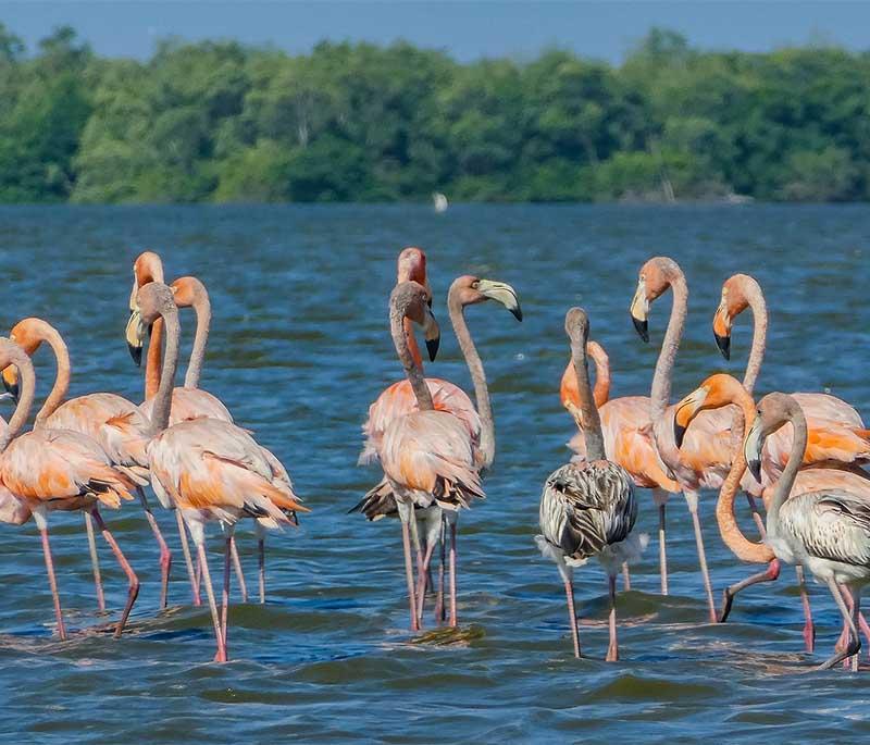 Bigi Pan - A wetland area known for its birdwatching opportunities, boat tours, and rich biodiversity.