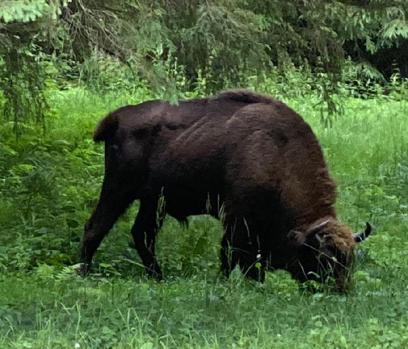 Bison Reserve in Carpathia - Reserve dedicated to conservation of European bison, offering wildlife viewing opportunities.