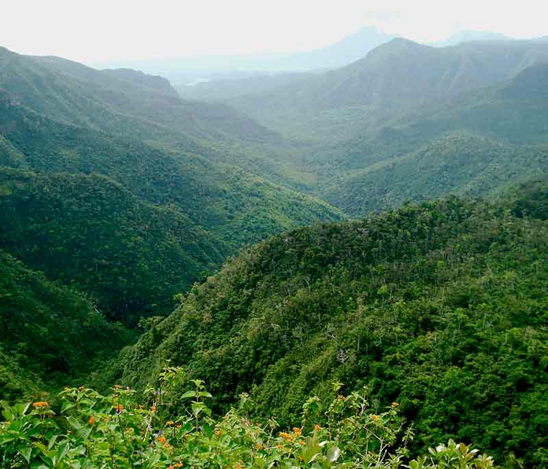 Black River Gorges National Park - A prime destination for hiking and wildlife, home to many endemic species.