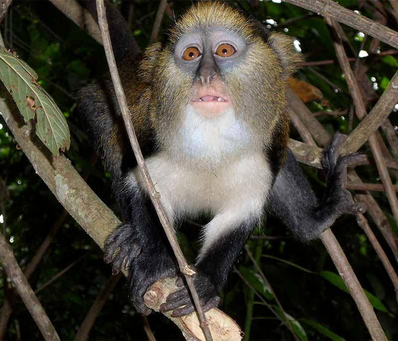 Boabeng-Fiema Monkey Sanctuary, a sanctuary protecting monkeys, known for their friendly interaction with visitors.