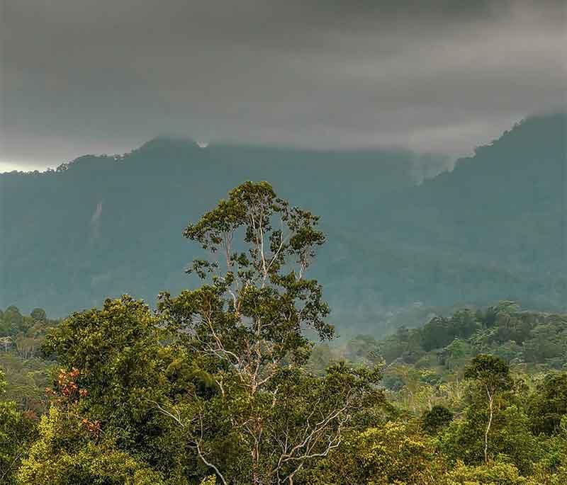 Borneo Rainforest in Sarawak invites exploration of its dense jungles, diverse wildlife, and indigenous cultures.