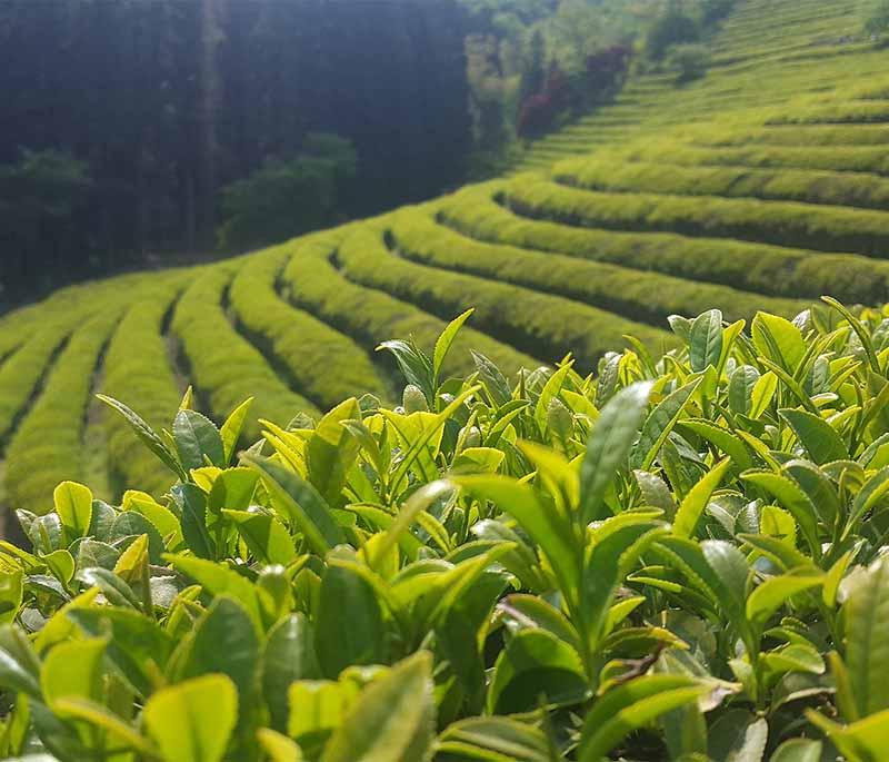 Boseong Green Tea Plantation, Boseong - A scenic tea plantation known for its lush green fields and tea-related experiences.