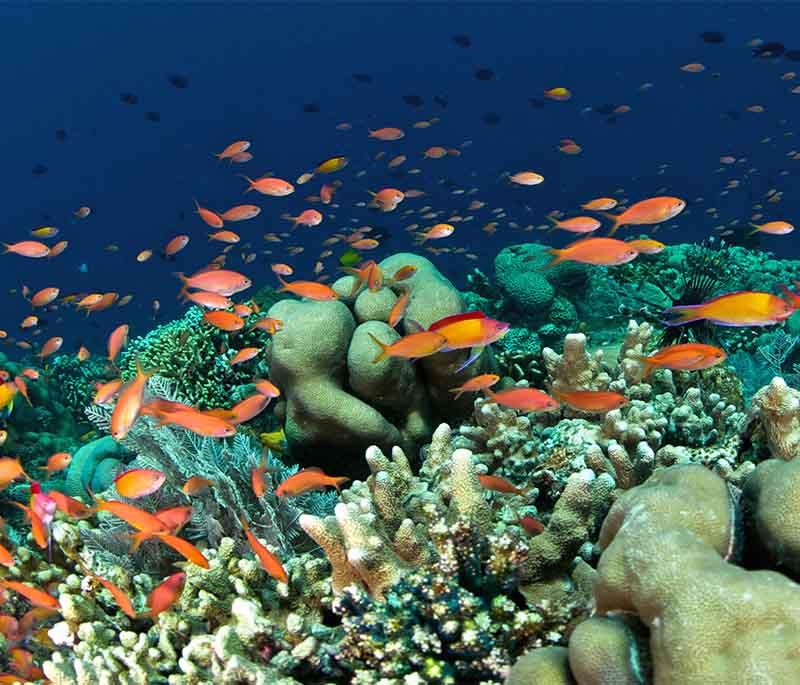 Bunaken Marine Park, North Sulawesi, a marine park known for its incredible biodiversity and world-class diving spots.