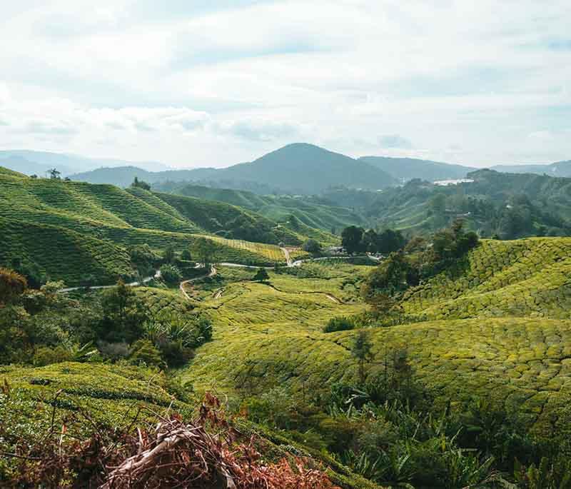 Cameron Highlands in Pahang is famed for its lush tea plantations, cool climate, and scenic hiking trails.