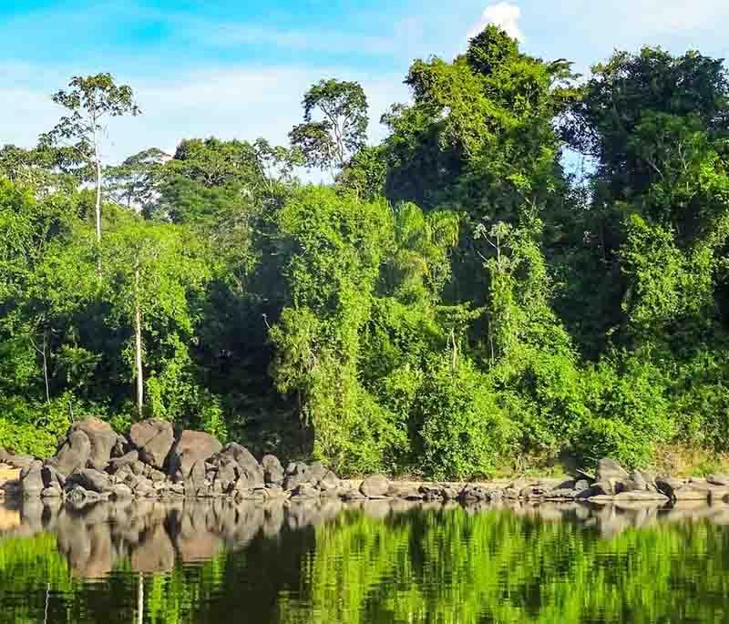 Central Suriname Nature Reserve - Vast rainforest, a UNESCO site celebrated for its biodiversity and pristine landscapes.