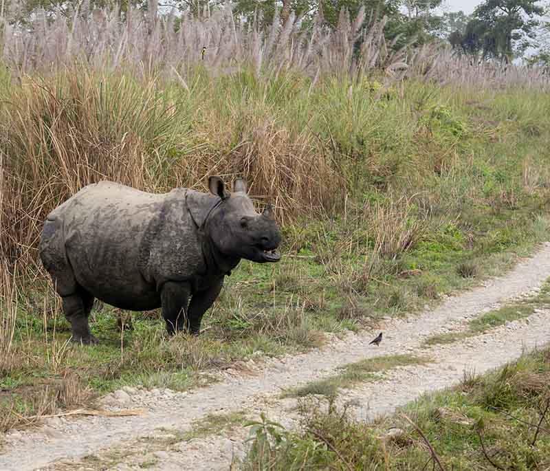 Chitwan National Park, Chitwan: Pristine wildlife reserve renowned for rhinos, tigers, and thrilling jungle safaris.