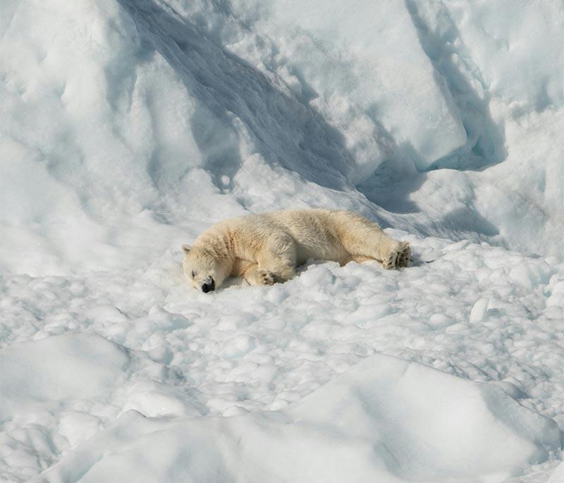 Churchill in Manitoba is the Polar Bear Capital of the World, with unique wildlife viewing, including polar bears and belugas