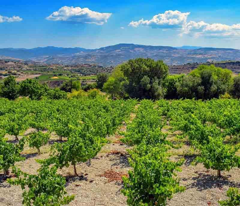 Cyprus Wine Routes, offering scenic drives through wine regions, with opportunities to visit vineyards and taste local wines.