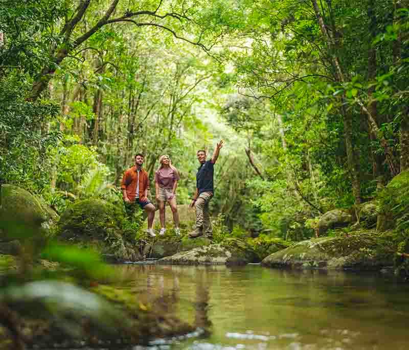 Daintree Rainforest in Queensland is one of the oldest rainforests in the world, teeming with biodiversity.