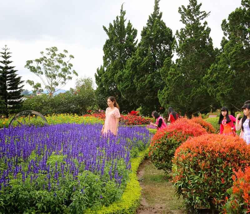 Dalat Flower Gardens - A picturesque garden in Da Lat, showcasing a wide variety of flowers and plants.