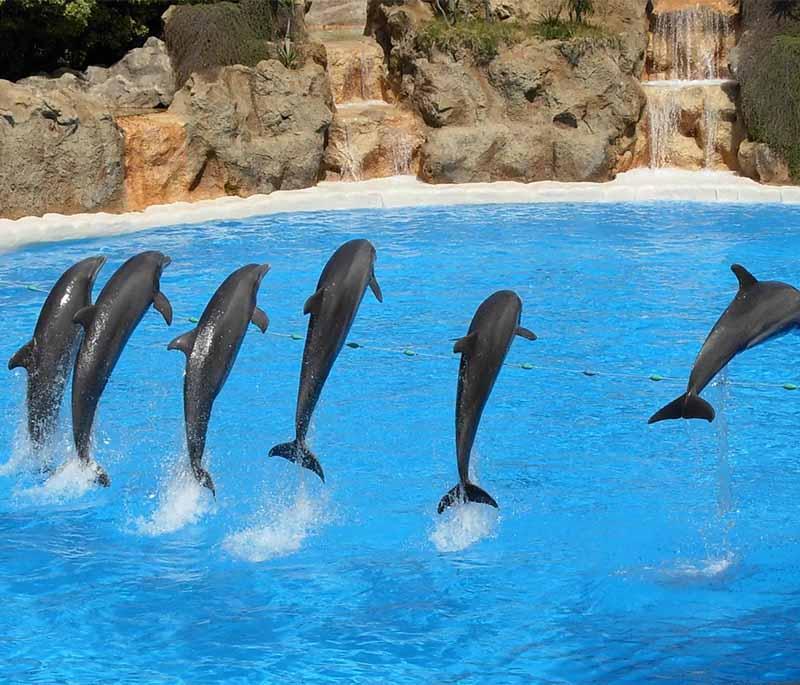 Dolphin Village - Khobar - A family-friendly attraction offering dolphin shows, water rides, and entertainment.