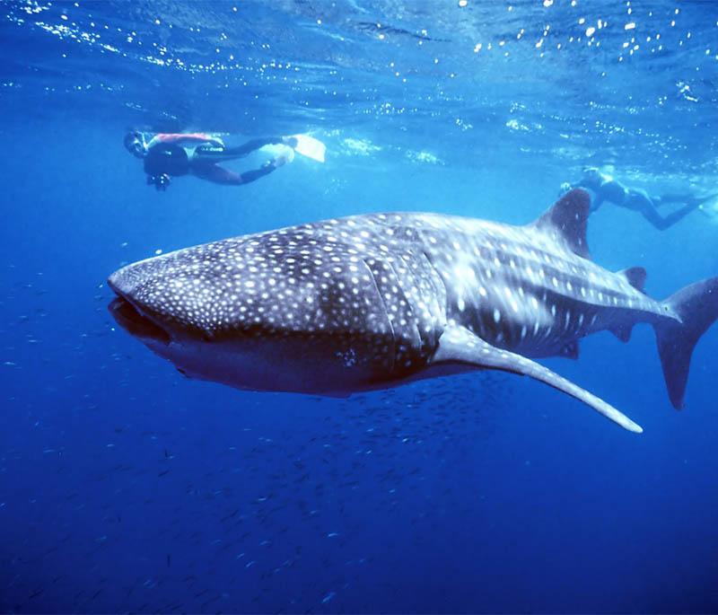 Donsol, Sorsogon (Whale Shark Watching) - Famous for the opportunity to swim with whale sharks in their natural habitat.