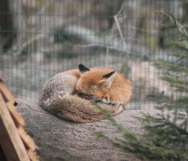 Elistvere Animal Park, a wildlife park near Tartu showcasing native Estonian animals in naturalistic enclosures.