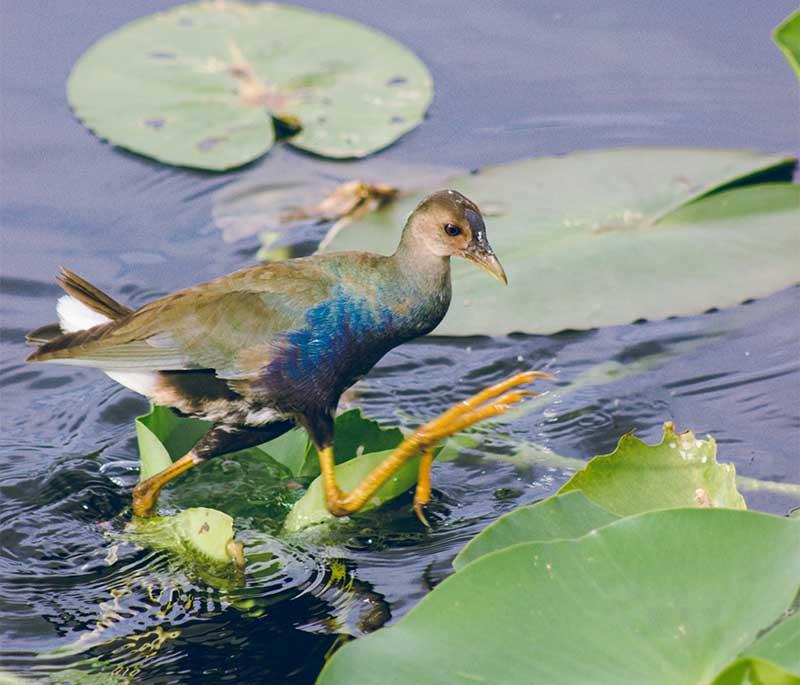 Everglades National Park, Florida - A vast wetland known for its unique ecosystem, wildlife, and airboat tours.