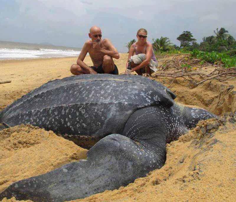 Galibi Nature Reserve - A coastal reserve known for its nesting sea turtles, pristine beaches, and eco-tourism opportunities.