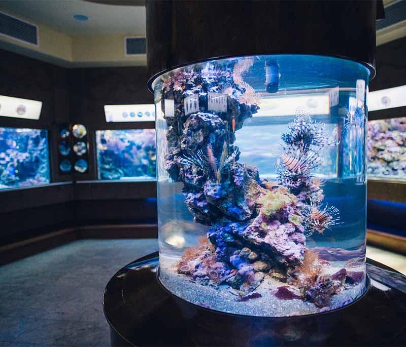 Gdynia Aquarium - Aquarium showcasing marine life from the Baltic Sea and beyond, perfect for a family day out.