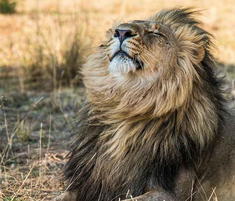 Givskud Zoo, a combined safari park and zoo where visitors can see animals from around the world in naturalistic habitats.