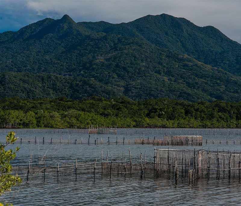 Ilha do Cardoso State Park, a protected area with diverse ecosystems, including mangroves, rainforests, and pristine beaches.