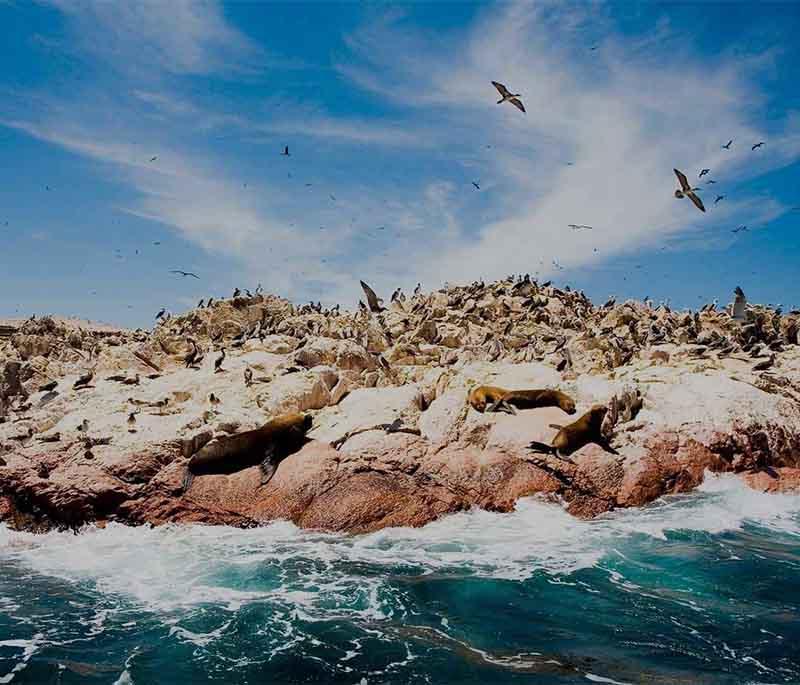 Islas Ballestas - A group of islands near Paracas, home to sea lions, penguins, and diverse bird species.