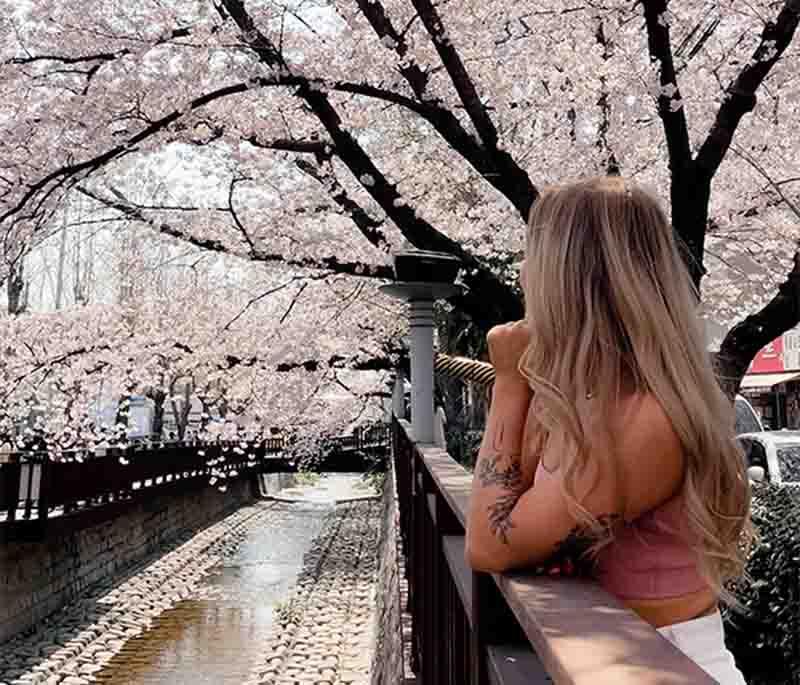 Jinhae Cherry Blossom Festival, Jinhae-An annual festival celebrating cherry blossoms, featuring beautiful blooms and events