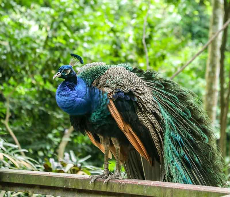 Jurong Bird Park - A large bird park featuring diverse species of birds, interactive exhibits, and educational shows.