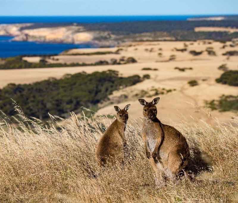 Kangaroo Island in South Australia is a wildlife sanctuary with kangaroos, koalas, and pristine beaches.