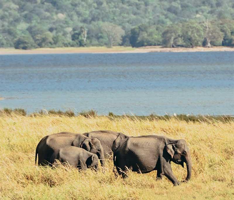 Kaudulla National Park - A wildlife park known for its large gatherings of elephants and diverse birdlife.