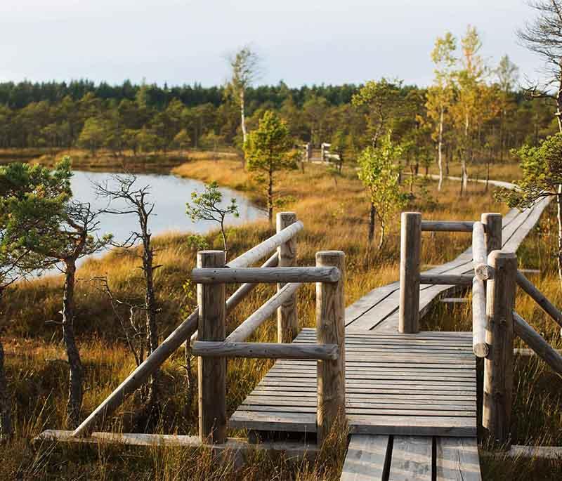 Kemeri National Park, a national park known for its unique wetlands, diverse wildlife, and therapeutic mud baths.