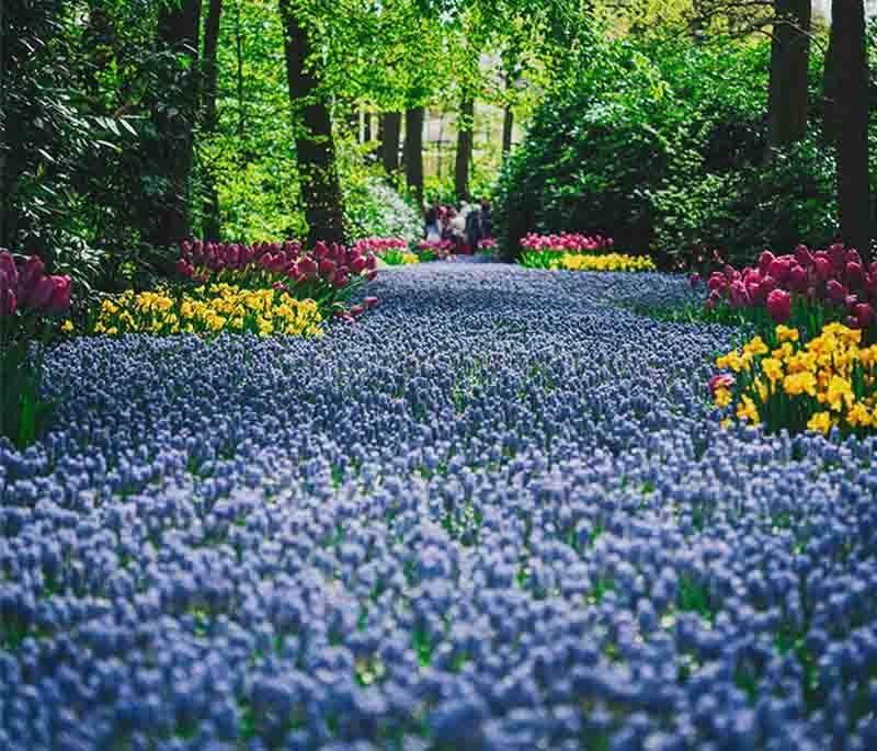 Keukenhof Gardens, Lisse: Vast flower gardens with tulip displays, a springtime must-see for visitors.