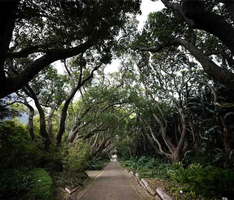 Kirstenbosch National Garden - A renowned garden at foot of Table Mountain, showcasing South Africa's rich plant diversity.