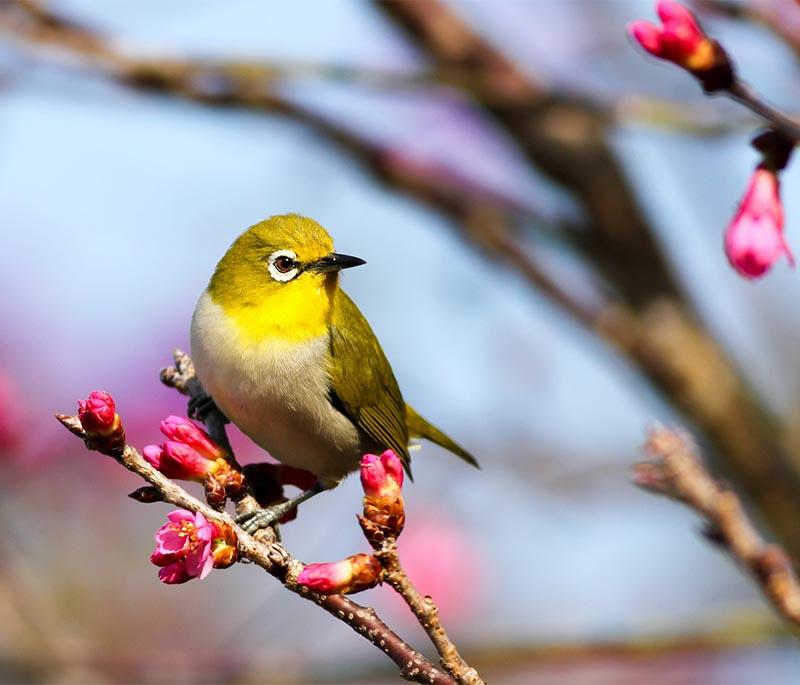 Koshi Tappu Wildlife Reserve, for bird watching - A haven for bird watchers, known for its diverse avian population.