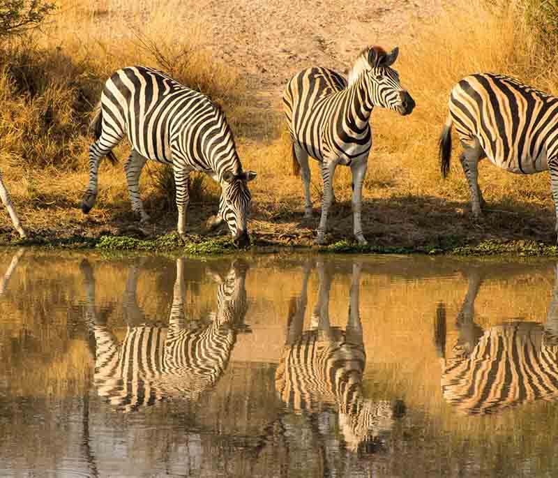 Kruger National Park - One of Africa's largest game reserves, renowned for its incredible wildlife, including the Big Five.