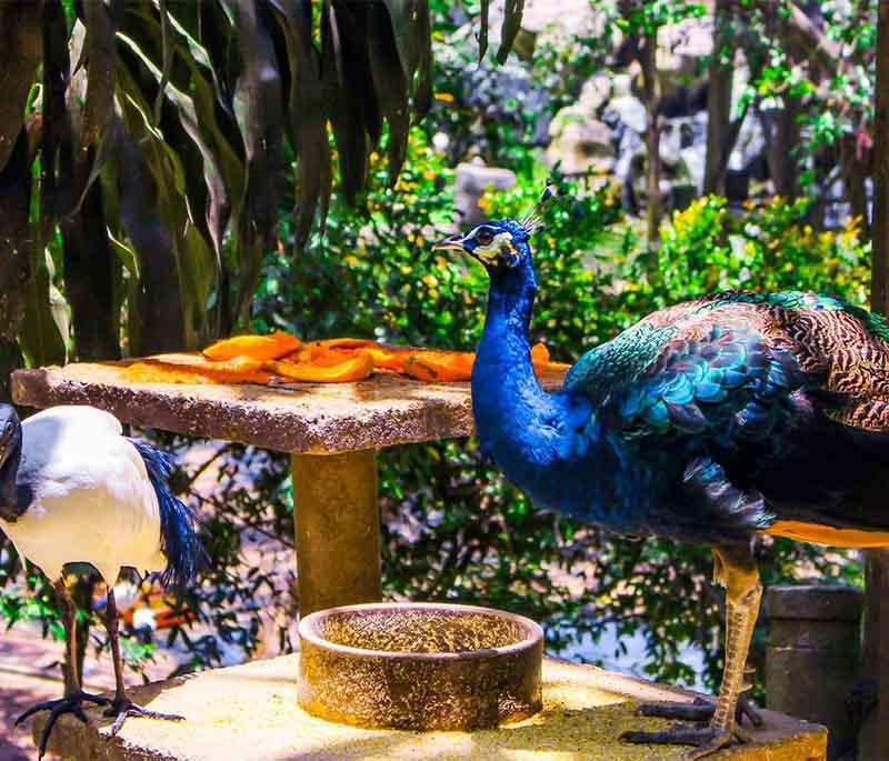 Kuala Lumpur Bird Park, Kuala Lumpur: Vibrant aviary home to thousands of birds, offering an interactive experience.