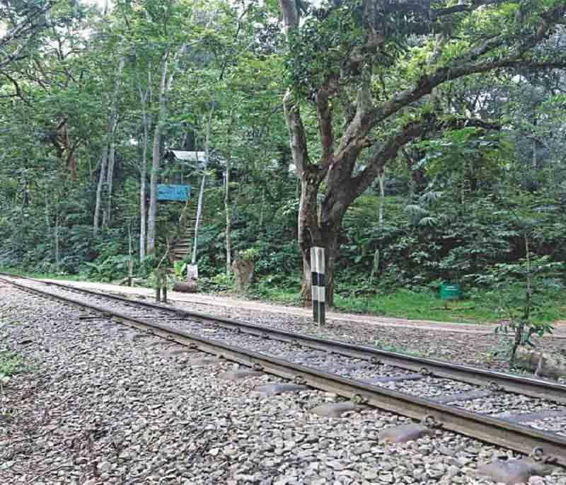 Lawachara National Park, Moulvibazar, highlighting the rich biodiversity and dense forests, home to various wildlife species.